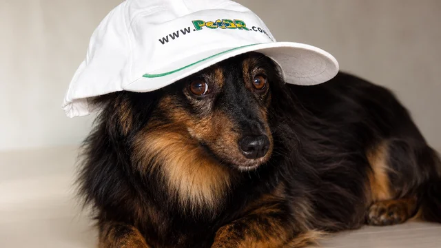 Data de 31 de julho refor&ccedil;a o valor dos c&atilde;es sem ra&ccedil;a definida e alerta para compromisso, planejamento e cuidado em toda ado&ccedil;&atilde;o respons&aacute;vel de pets.